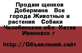 Продам щенков Добермана - Все города Животные и растения » Собаки   . Челябинская обл.,Катав-Ивановск г.